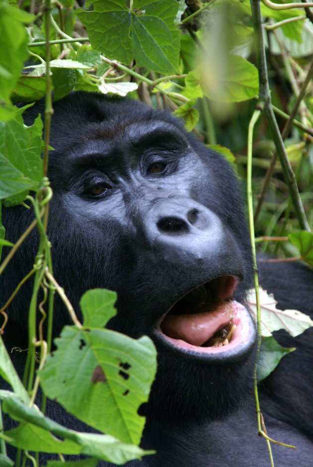 gorilla in het oerwoud'