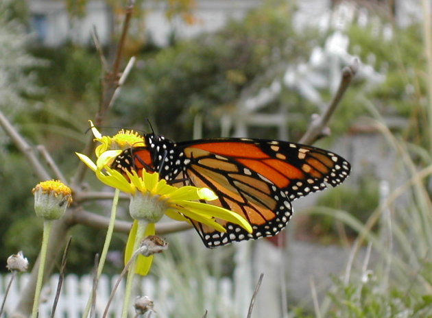 vlinder in de stad