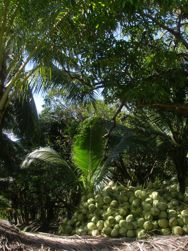 Kokosnootplantage