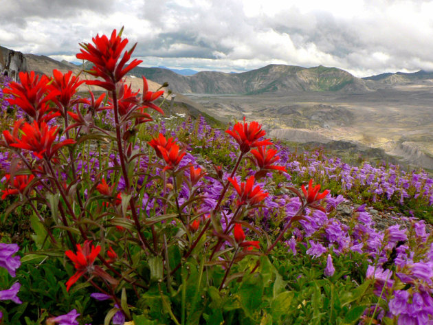 Vruchtbare grond rondom Mount St. Helens