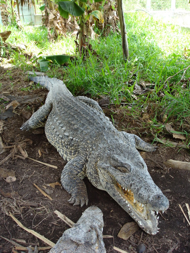 Criadero de Cocodrilos