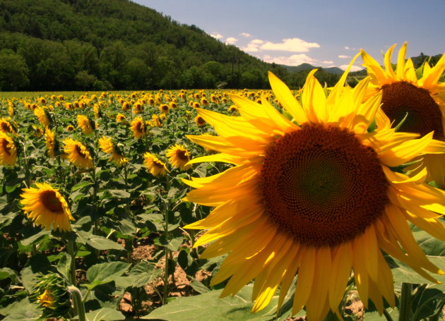 zonnebloemen