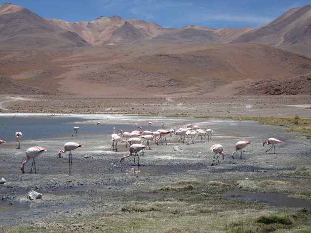 flamingo's in de woestijn op zo'n 4000m hoogte