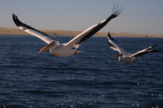 vliegende pelikanen