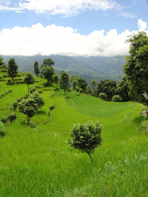 Groene rijstvelden met een zonnetje