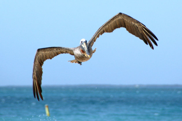 Brown Pelican