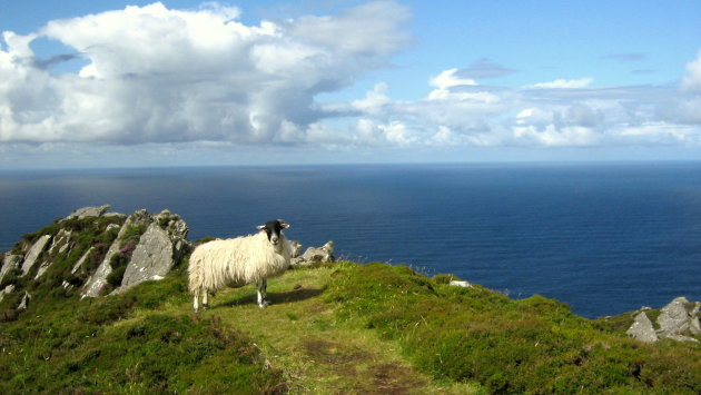 Schaap bij Slieve League