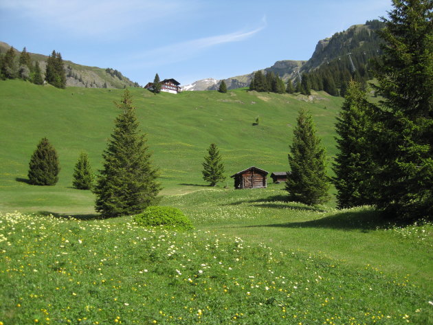 Alpen-weide