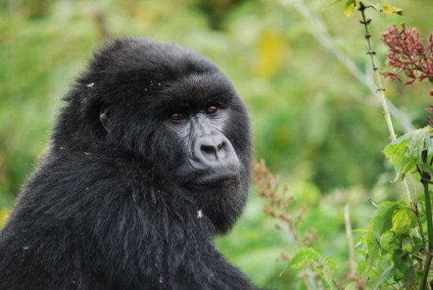 Gorilla "Wie kijkt naar wie?"