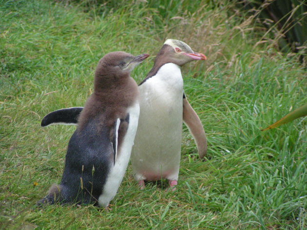 Penguins in Otago