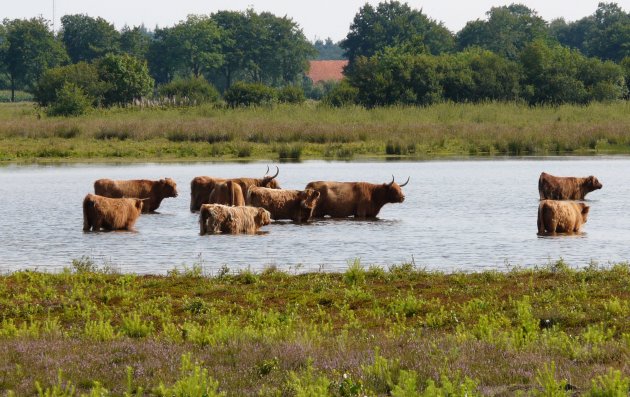 Zeekoeien??