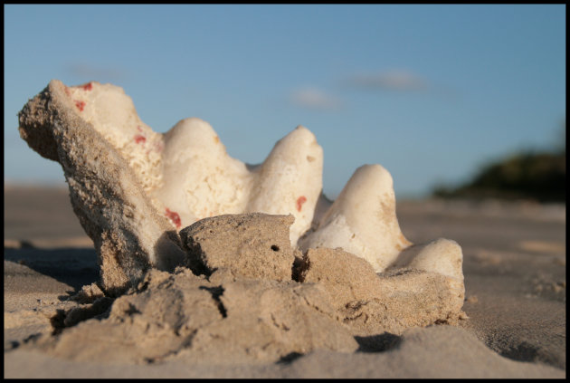 Schelp op het strand bij Morongulo