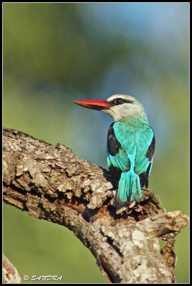 brown-hooded kingfisher