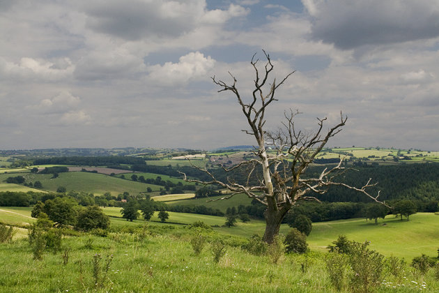 Dode boom in levendig landschap