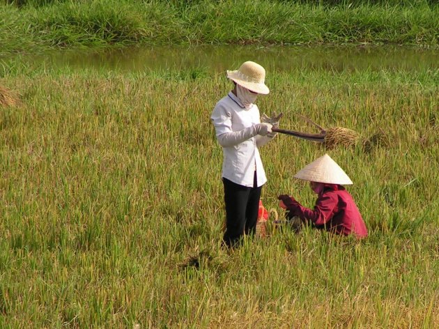 werken op de rijstvelden