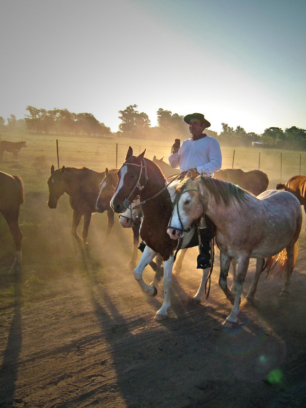 Gaucho in de Pampas 