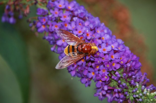 Hoornaarzweefvlieg op vlinderstruik