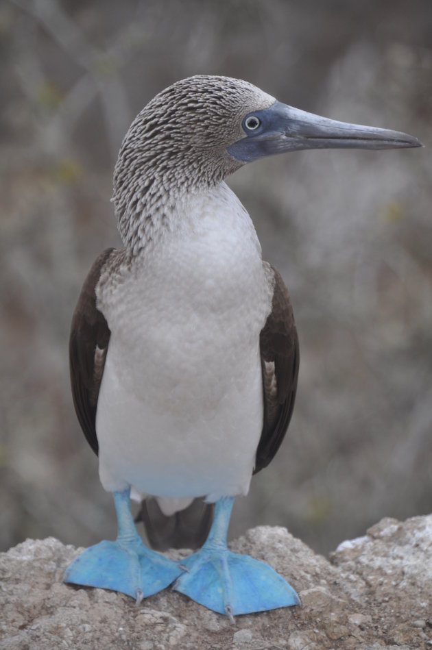 Blue Foot Boobie