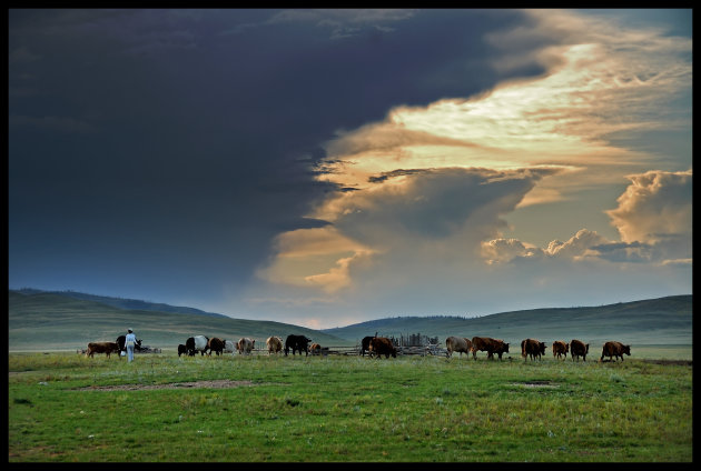 Milking at Sunset