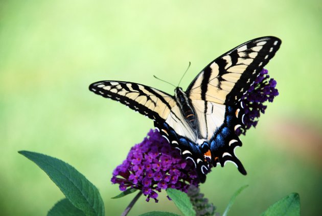 Vinder poseerd op een plant