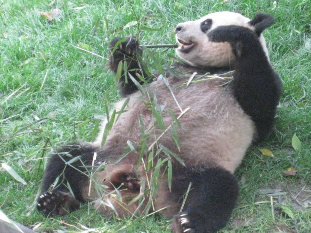 Panda ontbijt.