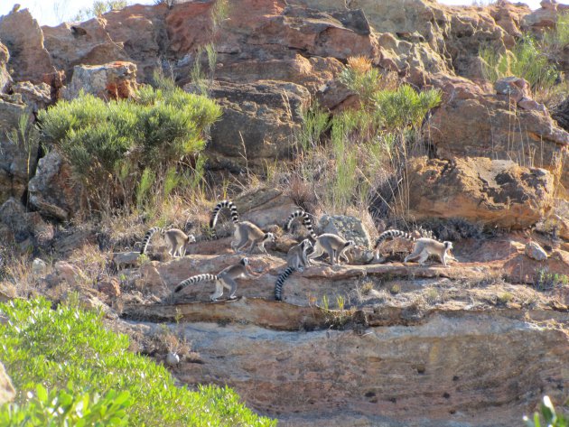 Familie ringstaart lemuren in Isalo National Parc