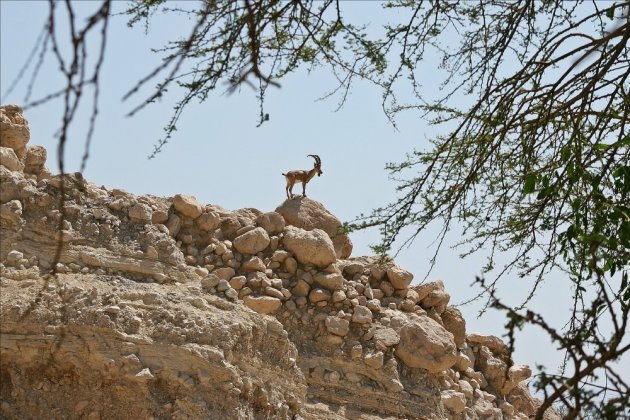 steenbok