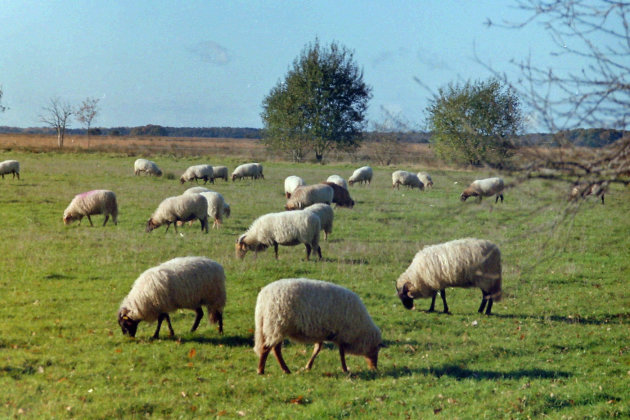 Mooi Drenthe met hun schapen