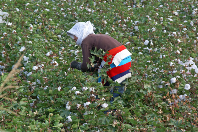 Cotton Picking