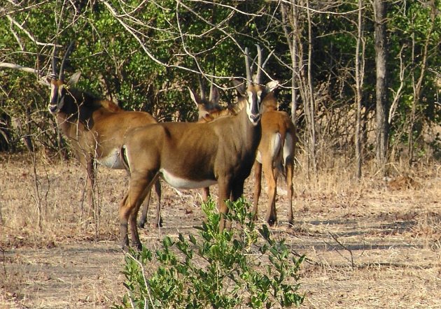 roan antilope