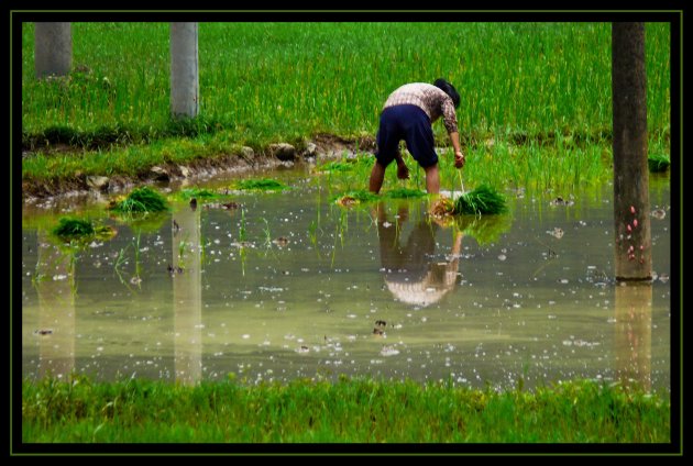 Rijstplanten in de spiegel