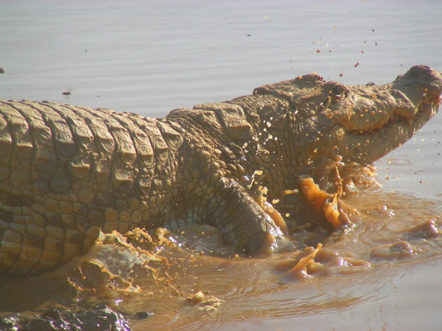 Zoetwaterkrokodil schiet het water in