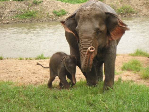 olifant en jong