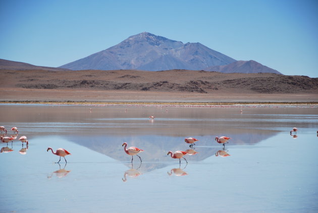 Flamingo's met een korreltje zout