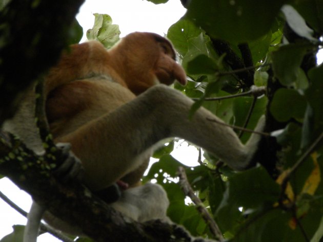 De Neusaap in borneo