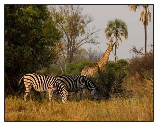 Zebra's en giraffe