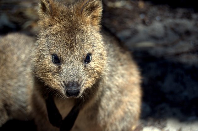 Quokka op Rottnest Island WA