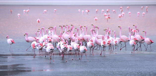 Chileense flamingo's