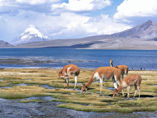 Vicuna's bij Lake Chungara