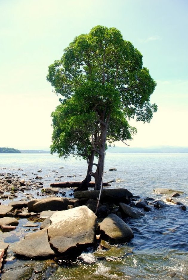 ZOUTWATER BOMEN.