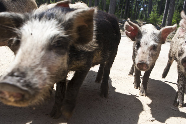 Wilde varkens op Corsica