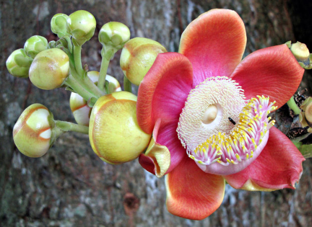 bloem kanonskogelboom