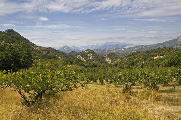 fruitbomen in een oneindig landschap