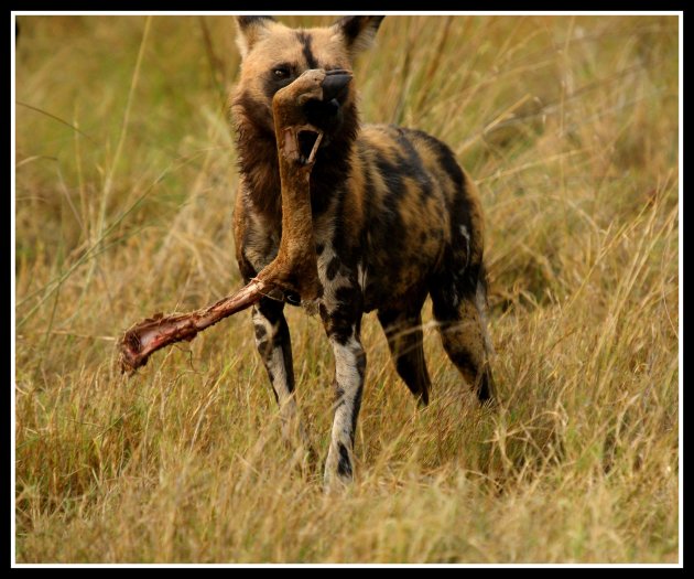 Wilde hond met poot van impala