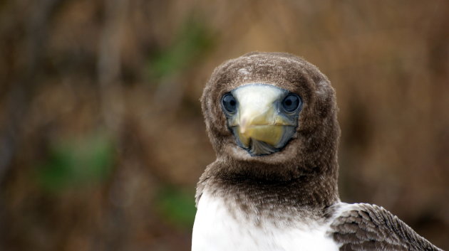 Blue Footed Boody