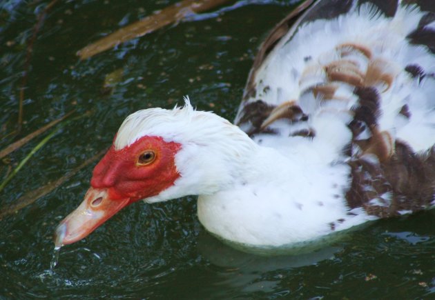 WATERMASK