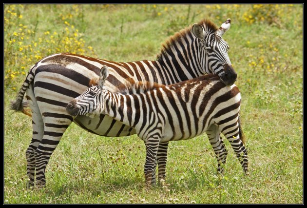 zebra + jong