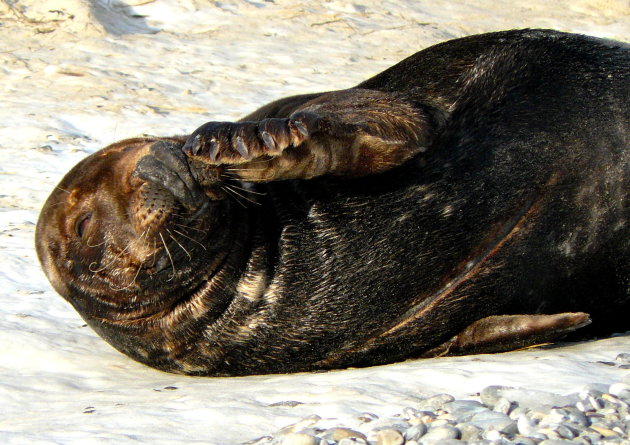 zeehond op het stand van Düne