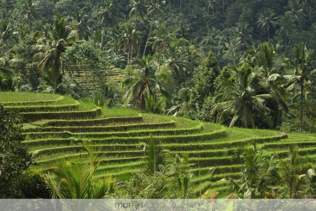 Rijstenvelden Bali