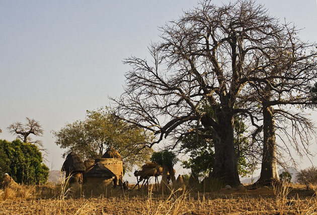 Tata Somba en Baobab